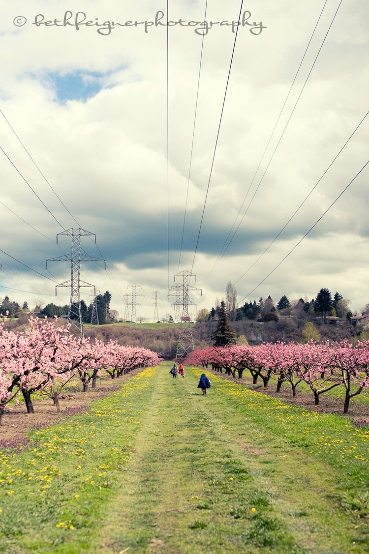 orchard