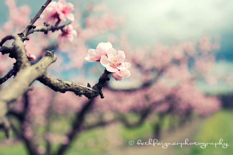 peach