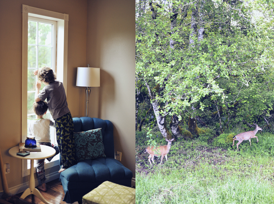 deer deer